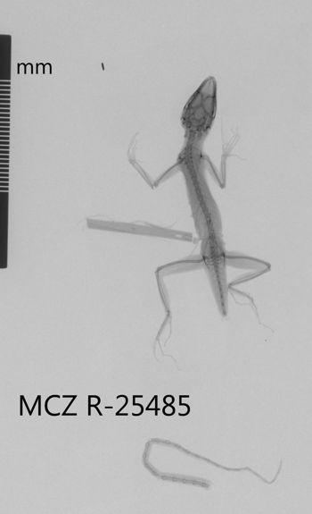 Media type: image;   Herpetology R-25485 Aspect: dorsoventral x-ray